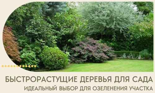 Быстрорастущие деревья для сада идеальный выбор в Домодедове