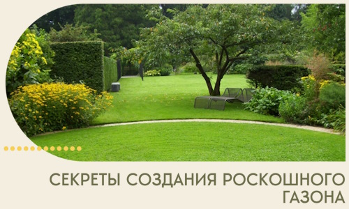 Секреты создания роскошного газона в Домодедове